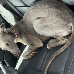 Подробнее об объявлении «Найдена собака кобель Можайск» Фото: найдена собака  «Найдена собака кобель Можайск» в г. Можайск