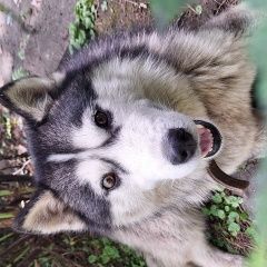 Подробнее об объявлении «Найдена собака кобель хаски Большой Луг» Фото: найдена собака Сибирская хаски «Найдена собака кобель хаски Большой Луг» в г. Большой Луг