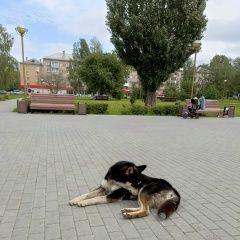 Подробнее об объявлении «Найдена собака кобель Пермь» Фото: найдена собака  «Найдена собака кобель Пермь» в г. Пермь