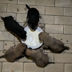 Подробнее об объявлении «Найдена собака выкинули умирать. Новокуйбышевск» Фото: найдена собака  «Найдена собака выкинули умирать. Новокуйбышевск» в г. Новокуйбышевск