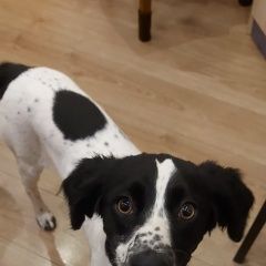 Подробнее об объявлении «Найдена собака отдам в хорошие руки Краснодар» Фото: найдена собака Курцхаар «Найдена собака отдам в хорошие руки Краснодар» в г. Краснодар