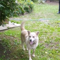 Подробнее об объявлении «Найдена собака Оричи» Фото: найдена собака  «Найдена собака Оричи» в г. Оричи