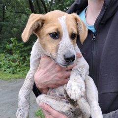 Подробнее об объявлении «Найдена собака кобель Южно-Сахалинск» Фото: найдена собака  «Найдена собака кобель Южно-Сахалинск» в г. Южно-Сахалинск