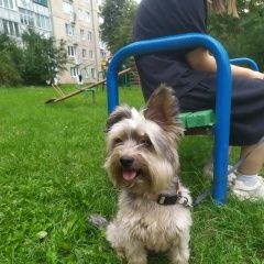 Подробнее об объявлении «Найдена собака Гродно» Фото: найдена собака  «Найдена собака Гродно» в г. Гродно