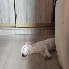 Подробнее об объявлении «Найдена собака кобель Краснодар» Фото: найдена собака Джек рассел терьер «Найдена собака кобель Краснодар» в г. Краснодар