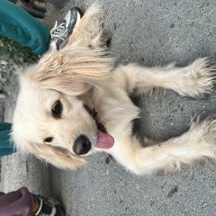 Подробнее об объявлении «Новосибирск Найдена собака прибилась во дворе кропоткина 116» Фото: найдена собака  «Новосибирск Найдена собака прибилась во дворе...» в г. Новосибирск