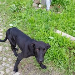 Подробнее об объявлении «Вырица Найдена собака в районе вырицы» Фото: найдена собака  «Вырица Найдена собака в районе вырицы» в г. Вырица