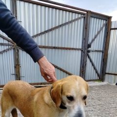 Подробнее об объявлении «Найдена собака Миасс» Фото: найдена собака  «Найдена собака Миасс» в г. Миасс