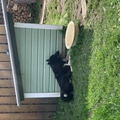 Подробнее об объявлении «Найдена собака кобель Гаврилов Посад» Фото: найдена собака Западно-сибирская лайка «Найдена собака кобель Гаврилов Посад» в г. Гаврилов Посад