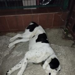 Подробнее об объявлении «Найдена собака Адлер» Фото: найдена собака Среднеазиатская овчарка «Найдена собака Адлер» в г. Адлер