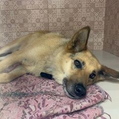 Подробнее об объявлении «Найдена собака. в жк рассказово Москва» Фото: найдена собака  «Найдена собака. в жк рассказово Москва» в г. Москва