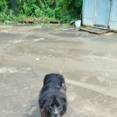 Подробнее об объявлении «Найдена собака Долгопрудный» Фото: найдена собака  «Найдена собака Долгопрудный» в г. Долгопрудный