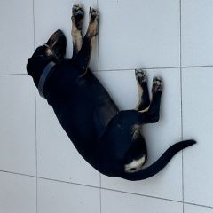 Подробнее об объявлении «Найдена собака Темрюк» Фото: найдена собака Такса «Найдена собака Темрюк» в г. Темрюк