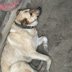 Подробнее об объявлении «Найдена собака бегала собака, на детской площадке Екатеринбург» Фото: найдена собака  «Найдена собака бегала собака, на детской...» в г. Екатеринбург