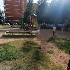 Подробнее об объявлении «Апрелевка Найдена собака бегает по ул островского, самоед» Фото: найдена собака  «Апрелевка Найдена собака бегает по ул...» в г. Апрелевка