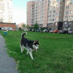 Подробнее об объявлении «Найдена собака с ошейником, возле ермакова 28 Новокузнецк» Фото: найдена собака  «Найдена собака с ошейником, возле ермакова 28...» в г. Новокузнецк