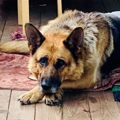 Подробнее об объявлении «Найдена собака немецкая овчарка Фряново» Фото: найдена собака  «Найдена собака немецкая овчарка Фряново» в г. Фряново