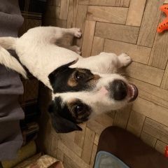 Подробнее об объявлении «Найдена собака кобель. Москва» Фото: найдена собака Джек рассел терьер «Найдена собака кобель. Москва» в г. Москва