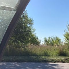 Подробнее об объявлении «Омск Найдена собака кобель» Фото: найдена собака  «Омск Найдена собака кобель» в г. Омск