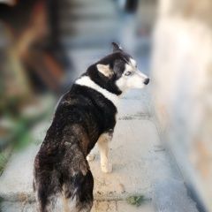 Подробнее об объявлении «Найдена собака хаски Ессентуки» Фото: найдена собака Сибирская хаски «Найдена собака хаски Ессентуки» в г. Ессентуки