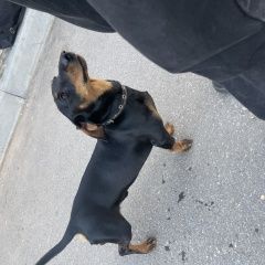 Подробнее об объявлении «Найдена собака кобель такса Окуловка» Фото: найдена собака Такса «Найдена собака кобель такса Окуловка» в г. Окуловка