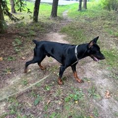 Подробнее об объявлении «Найдена собака кобель доберман Домодедово» Фото: найдена собака Доберман «Найдена собака кобель доберман Домодедово» в г. Домодедово