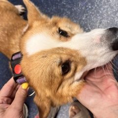 Подробнее об объявлении «Найдена собака корги рязанский проспект Москва» Фото: найдена собака Вельш корги «Найдена собака корги рязанский проспект Москва» в г. Москва