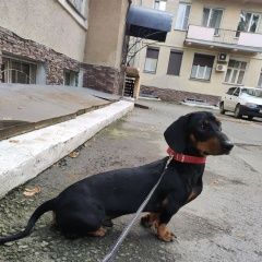 Подробнее об объявлении «Новосибирск Найдена собака кобель молодой кобель таксы» Фото: найдена собака Такса «Новосибирск Найдена собака кобель молодой...» в г. Новосибирск