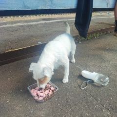 Подробнее об объявлении «Найдена собака Михнево» Фото: найдена собака Джек рассел терьер «Найдена собака Михнево» в г. Михнево