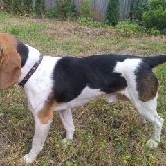 Подробнее об объявлении «Найдена собака кобель Могилев» Фото: найдена собака  «Найдена собака кобель Могилев» в г. Могилев