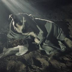 Подробнее об объявлении «Найдена собака кобель на пляже у маяка пёс Петродворец» Фото: найдена собака  «Найдена собака кобель на пляже у маяка пёс...» в г. Петродворец