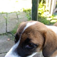 Подробнее об объявлении «Найдена собака Кобрин» Фото: найдена собака  «Найдена собака Кобрин» в г. Кобрин