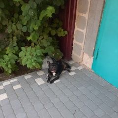 Подробнее об объявлении «Найдена собака кобель Тирасполь» Фото: найдена собака Французский бульдог «Найдена собака кобель Тирасполь» в г. Тирасполь