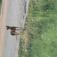 Подробнее об объявлении «Найдена собака срочно Анапа» Фото: найдена собака  «Найдена собака срочно Анапа» в г. Анапа