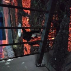 Подробнее об объявлении «Найдена собака бегает на стадионе зенит и около в томил Томилино» Фото: найдена собака  «Найдена собака бегает на стадионе зенит и около...» в г. Томилино