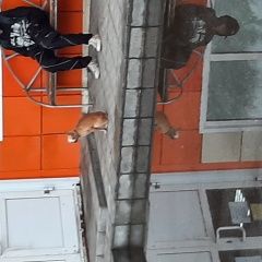 Подробнее об объявлении «Найдена собака собачка, рыжий той, с ошейником сидим на Северск» Фото: найдена собака  «Найдена собака собачка, рыжий той, с ошейником...» в г. Северск