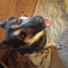 Подробнее об объявлении «Вырица Найдена собака кобель помогите найти хозяина» Фото: найдена собака Восточно-европейская овчарка «Вырица Найдена собака кобель помогите найти...» в г. Вырица