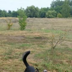 Подробнее об объявлении «Найдена собака кобель Эртиль» Фото: найдена собака  «Найдена собака кобель Эртиль» в г. Эртиль