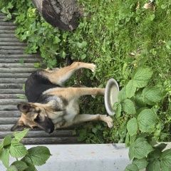 Подробнее об объявлении «Зеленодольск Найдена собака» Фото: найдена собака  «Зеленодольск Найдена собака» в г. Зеленодольск