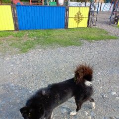 Подробнее об объявлении «Найдена собака кобель Абакан» Фото: найдена собака  «Найдена собака кобель Абакан» в г. Абакан