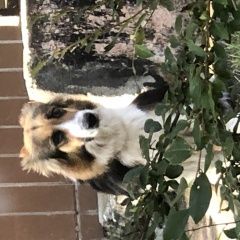 Подробнее об объявлении «Найдена собака вао вешняки. Москва» Фото: найдена собака  «Найдена собака вао вешняки. Москва» в г. Москва