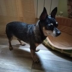 Подробнее об объявлении «Найдена собака кобель тойтерьер Краснодар» Фото: найдена собака  «Найдена собака кобель тойтерьер Краснодар» в г. Краснодар
