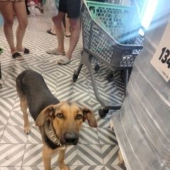 Подробнее об объявлении «Найдена собака кобель (гончая шиллера), д. сидорово Михнево» Фото: найдена собака Гончая «Найдена собака кобель (гончая шиллера), д....» в г. Михнево