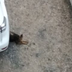 Подробнее об объявлении «Найдена собака кобель молодой пес Рубцовск» Фото: найдена собака  «Найдена собака кобель молодой пес Рубцовск» в г. Рубцовск