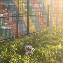 Подробнее об объявлении «Найдена собака хаски, девочка с красным ошейником Немчиновка» Фото: найдена собака Сибирская хаски «Найдена собака хаски, девочка с красным...» в г. Немчиновка