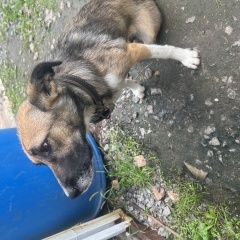 Подробнее об объявлении «Найдена собака Хабаровск» Фото: найдена собака  «Найдена собака Хабаровск» в г. Хабаровск