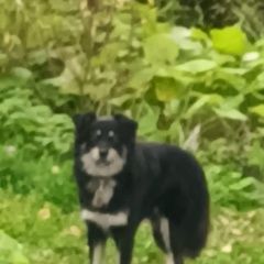 Подробнее об объявлении «Найдена собака снт шувакиш, сад 27. Екатеринбург» Фото: найдена собака  «Найдена собака снт шувакиш, сад 27. Екатеринбург» в г. Екатеринбург