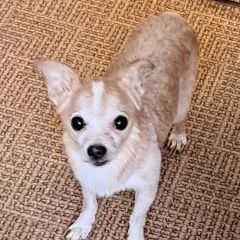 Подробнее об объявлении «Найдена собака кобель Хабаровск» Фото: найдена собака Чихуахуа «Найдена собака кобель Хабаровск» в г. Хабаровск