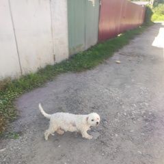 Подробнее об объявлении «Найдена собака замечена собачка Лыткарино» Фото: найдена собака  «Найдена собака замечена собачка Лыткарино» в г. Лыткарино