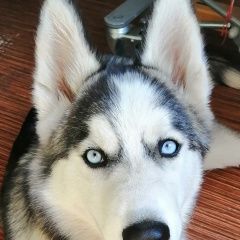 Подробнее об объявлении «Найдена собака кобель щенок хаски Москва» Фото: найдена собака  «Найдена собака кобель щенок хаски Москва» в г. Москва